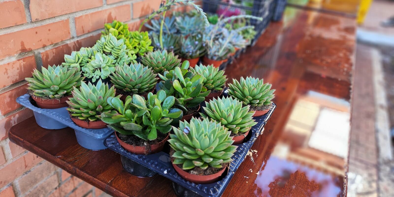 Proyecto Aldea: Actividades Septiembre de 2024 – Foto 1 Proyecto Aldea: Actividades Septiembre de 2024 - Foto 1